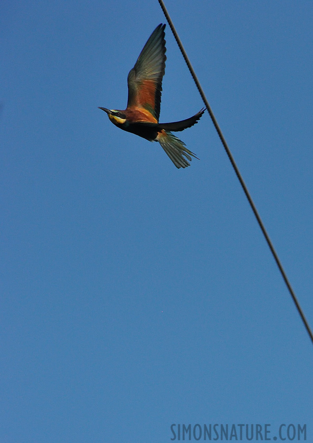 Merops apiaster [550 mm, 1/5000 Sek. bei f / 8.0, ISO 1600]